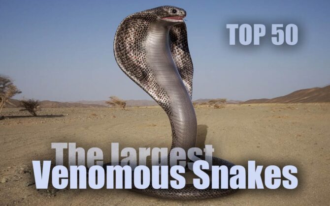 The Largest Venomous Snakes TOP 50 | DinoAnimals.com