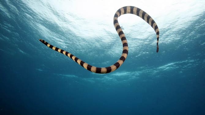 10 of the most venomous snakes on the planet