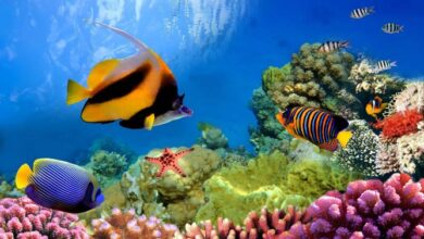 Do fish sleep, and if so, how? | DinoAnimals.com