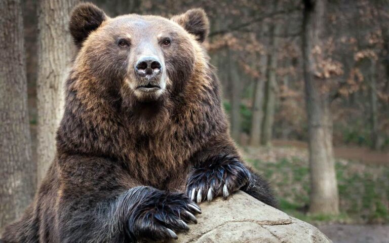 Kamchatka brown bear | DinoAnimals.com