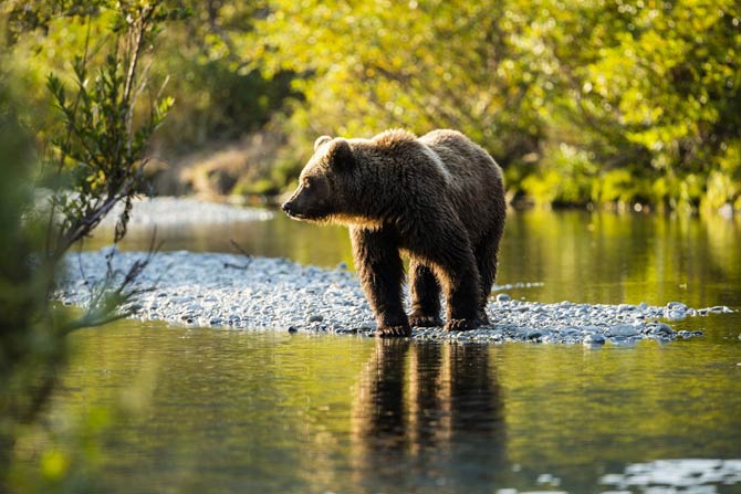 Kamchatka brown bear | DinoAnimals.com