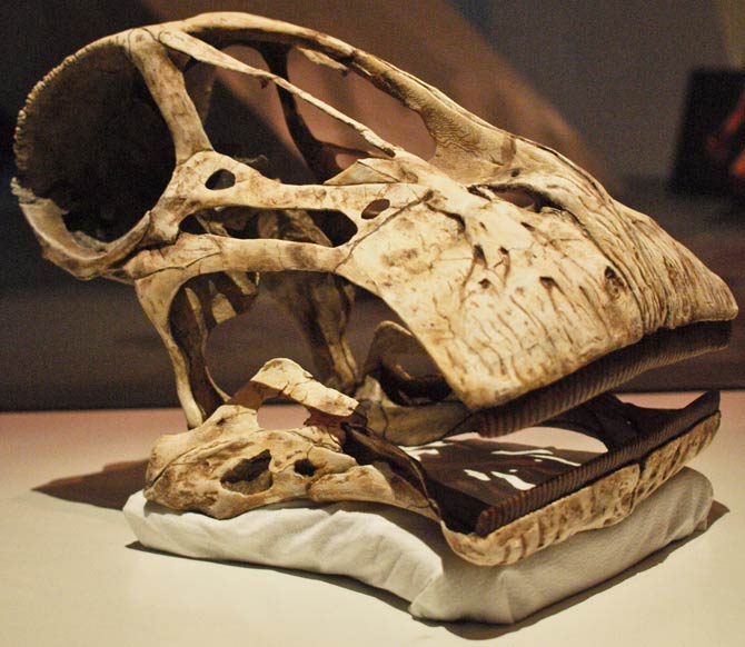 Nigersaurus Skull