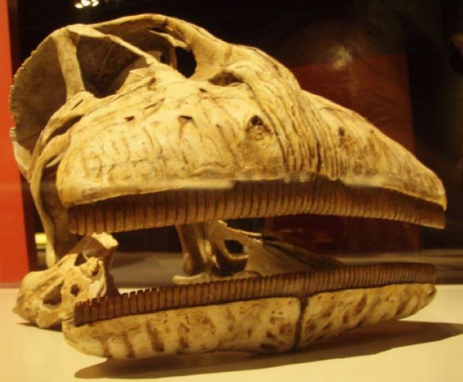 Nigersaurus Skull