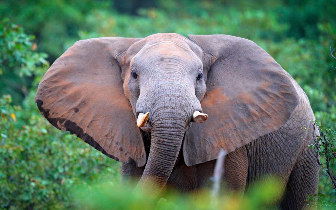 African forest elephant 