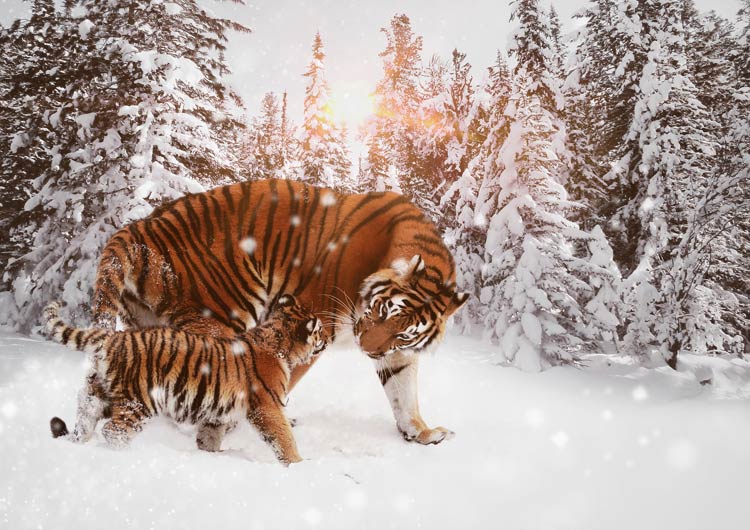 White Tiger Facts: Secrets of the Snowy Jungle Kings –