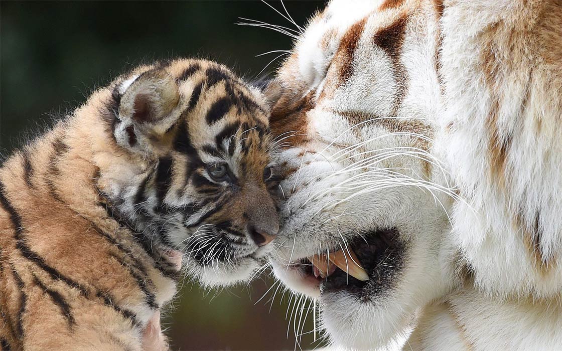 Bengal Tiger vs Siberian Tiger Comparison - The Tiniest Tiger