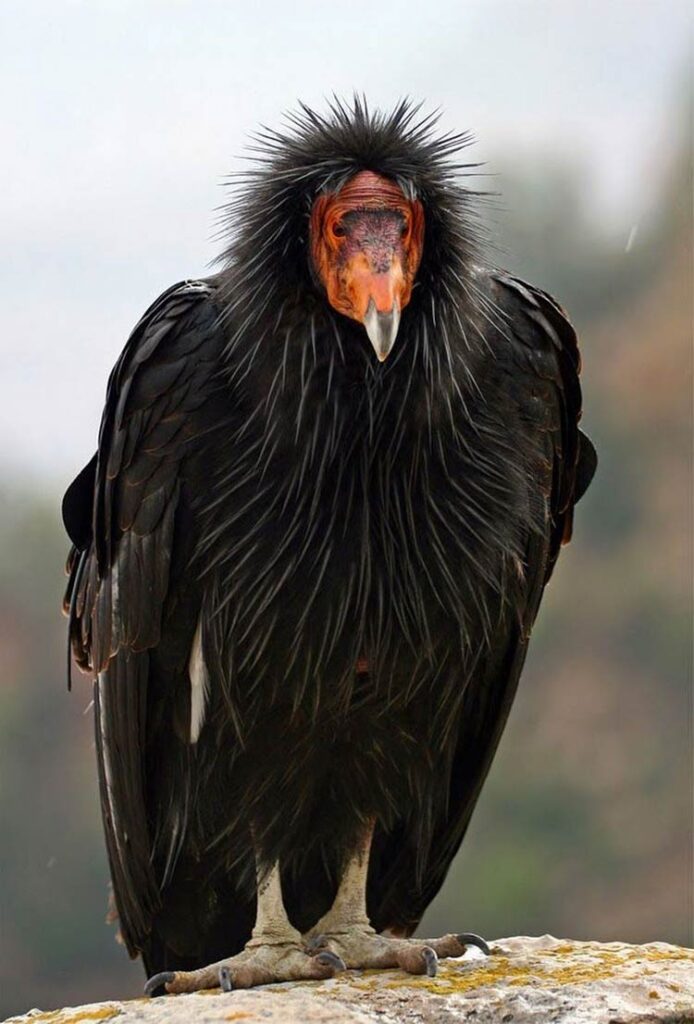 The Majestic California Condor | DinoAnimals.com