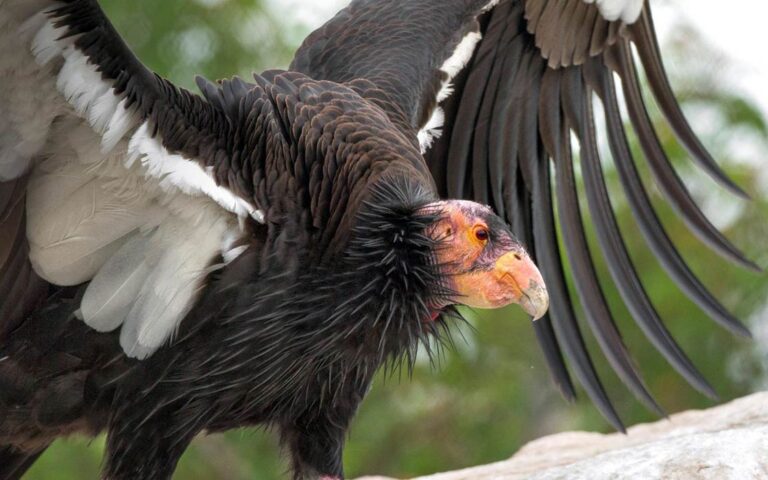 The Majestic California Condor | DinoAnimals.com