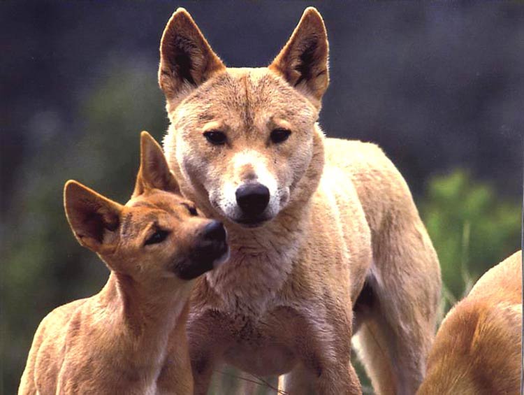 Dingoes: Beyond the Stereotypes and Misconceptions