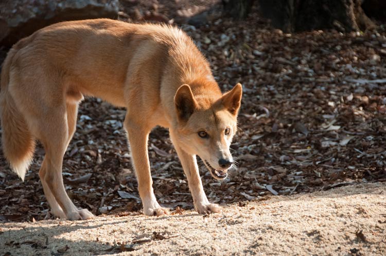 Dingoes: Beyond the Stereotypes and Misconceptions