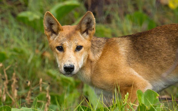 Careful using that f-word to describe dingoes, study warns