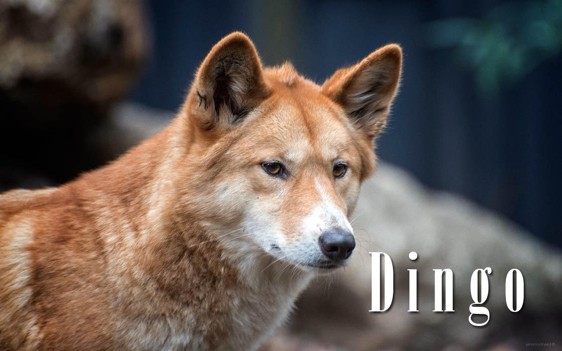 Australian Dingo Eating