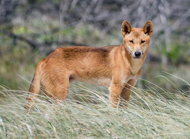 Dingo Animal Facts  Canis Lupus Dingo - A-Z Animals