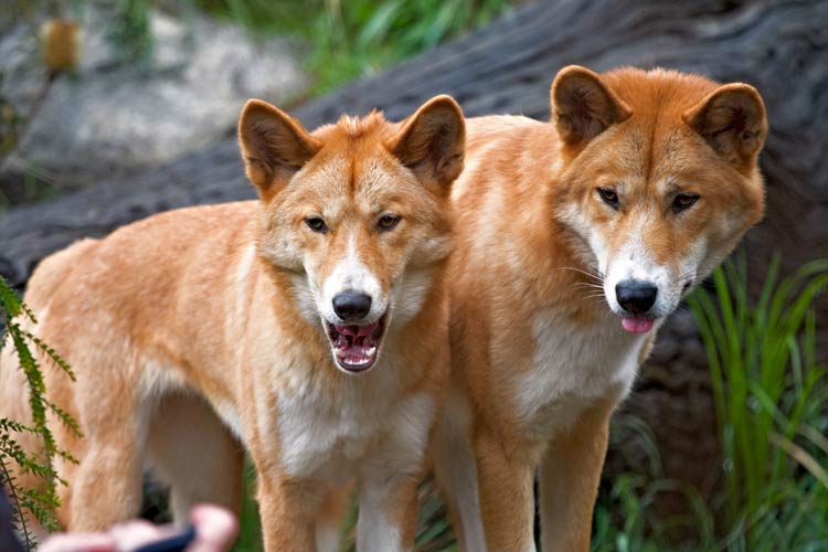 Dingo: the charismatic and controversial canid