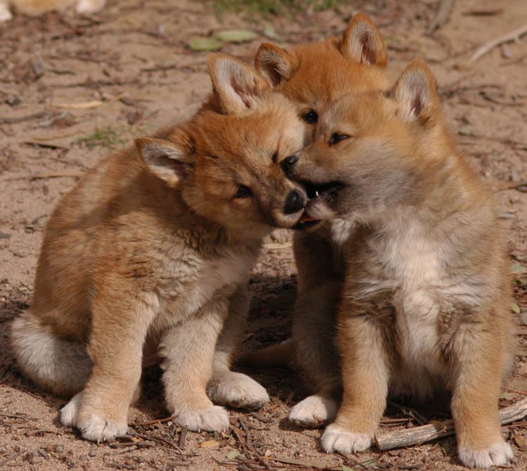 Dingo Animal Facts  Canis Lupus Dingo - A-Z Animals