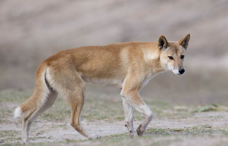 Dingo: the charismatic and controversial canid