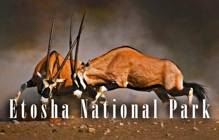 Etosha National Park 1 750x482 