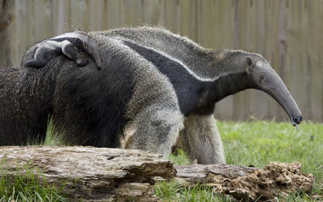 giant anteater attack