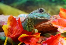 Lizards: The Secret World Of Lizards | DinoAnimals.com