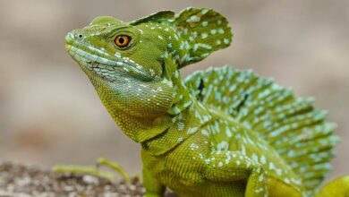 Lizards: The Secret World Of Lizards | DinoAnimals.com