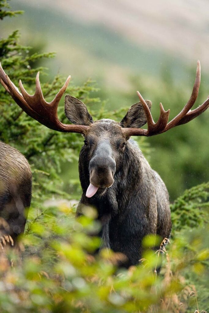 Moose (Alces alces) | DinoAnimals.com