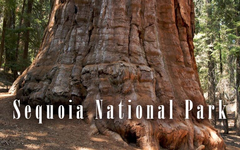 Sequoia National Park – Natural Wonder | DinoAnimals.com