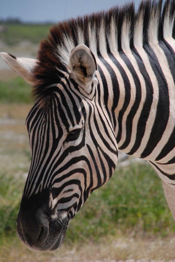 Zebra