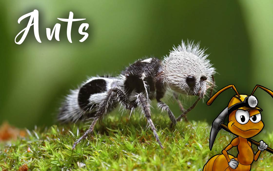 Ants – the Fascinating World of Ants