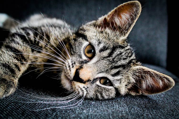 Domestic cat (Felis catus) | DinoAnimals.com