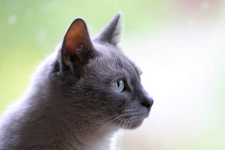 Domestic Cat Felis Catus DinoAnimals