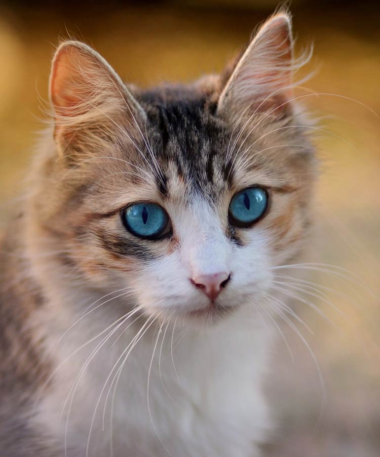 Domestic Cat Felis Catus DinoAnimals Domestic Cat Felis Catus DinoAnimals