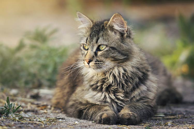 Domestic Cat Felis Catus DinoAnimals Domestic Cat Felis Catus DinoAnimals