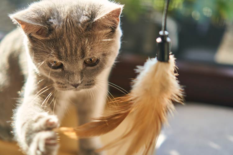 Domestic Cat Felis Catus DinoAnimals