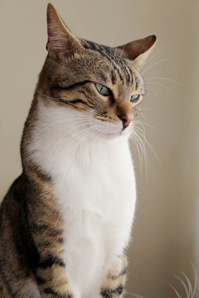 Domestic Cat Felis Catus DinoAnimals domestic-cat-felis-catus-dinoanimals