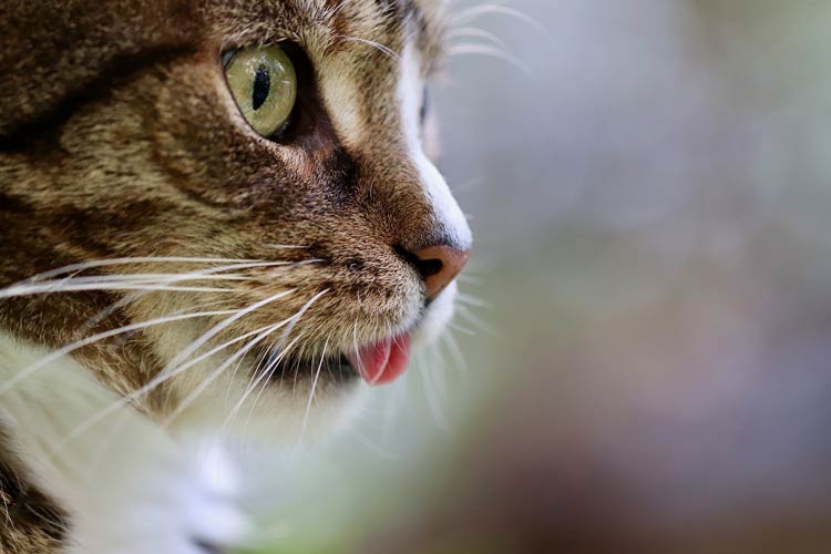 Domestic Cat Felis Catus DinoAnimals