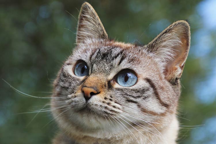 Domestic Cat Felis Catus DinoAnimals Domestic Cat Felis Catus DinoAnimals