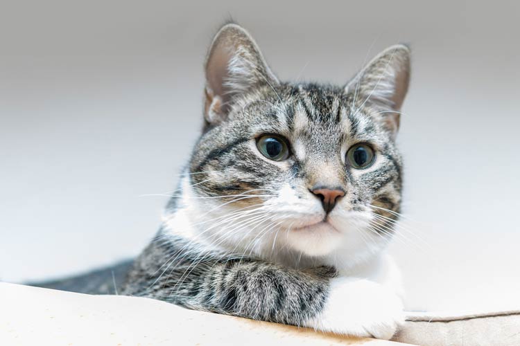 Domestic Cat Felis Catus DinoAnimals Domestic Cat Felis Catus DinoAnimals