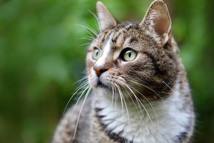 Domestic Cat Felis Catus DinoAnimals Domestic Cat Felis Catus DinoAnimals