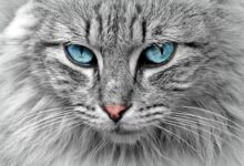 Domestic Cat Felis Catus DinoAnimals domestic-cat-felis-catus-dinoanimals