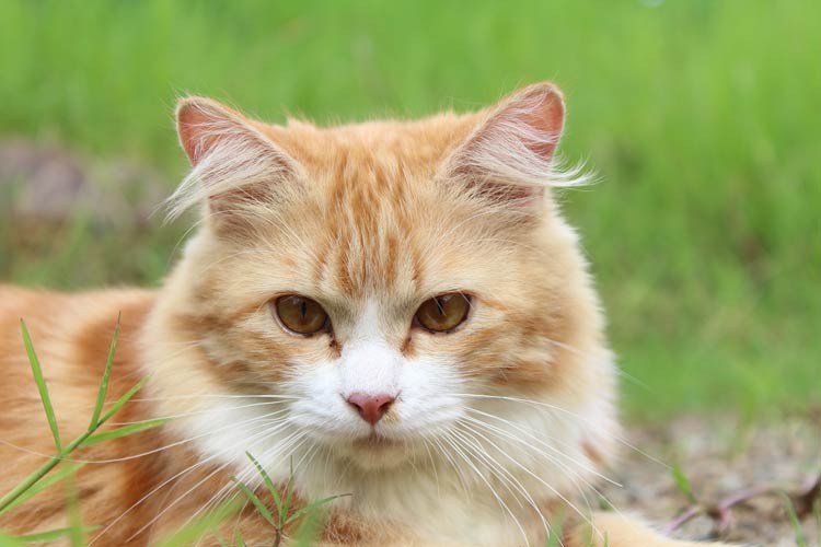 Domestic Cat Felis Catus DinoAnimals Domestic Cat Felis Catus DinoAnimals
