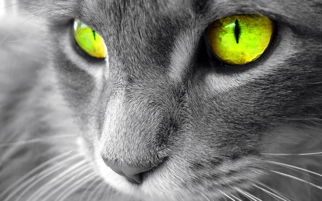 Domestic Cat Felis Catus DinoAnimals