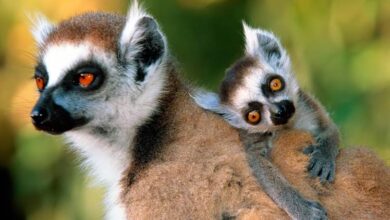 Lemurs – icons of Madagascar | DinoAnimals.com