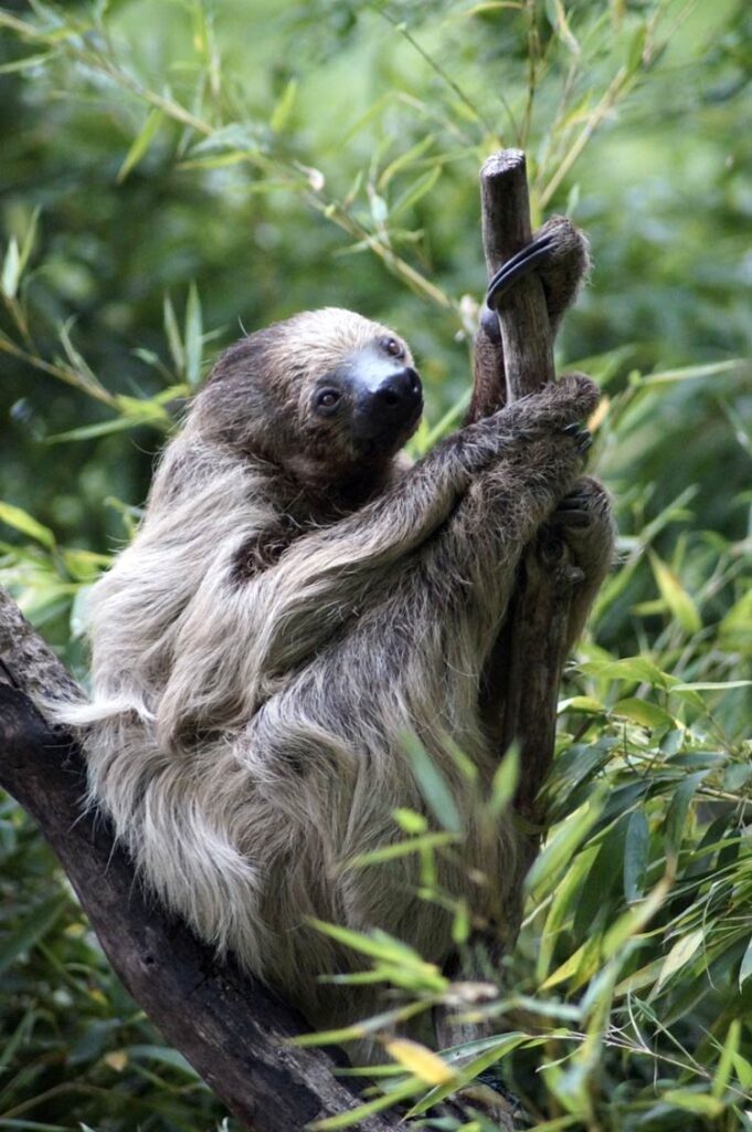 Sloths – The Slowest Mammals | DinoAnimals.com