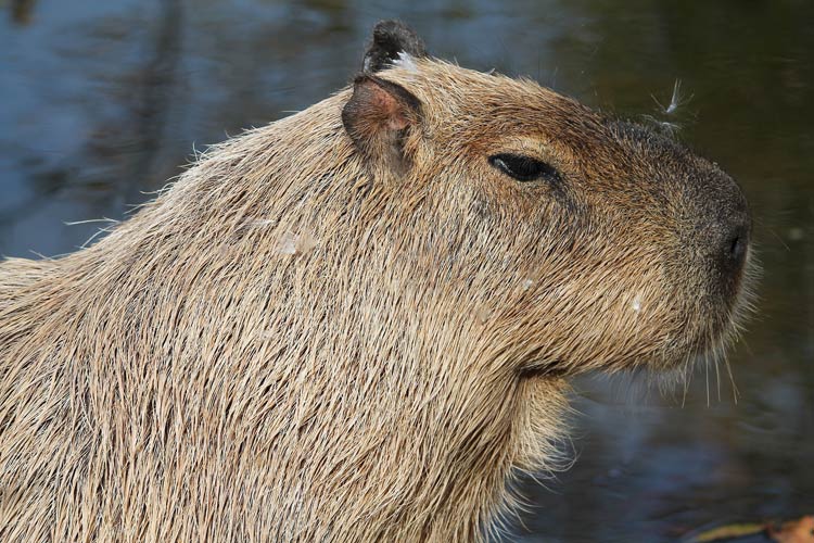 Capybara – the World's Largest Rodent | DinoAnimals.com