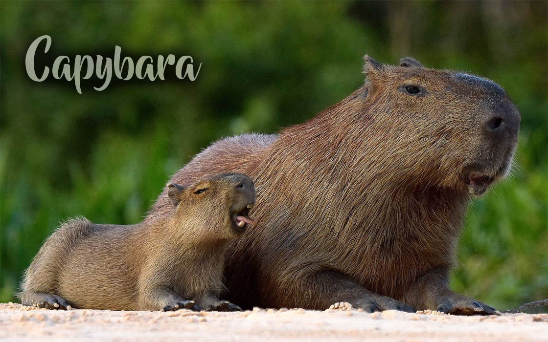 water hog, Capybaras spend most of their life in water: the…
