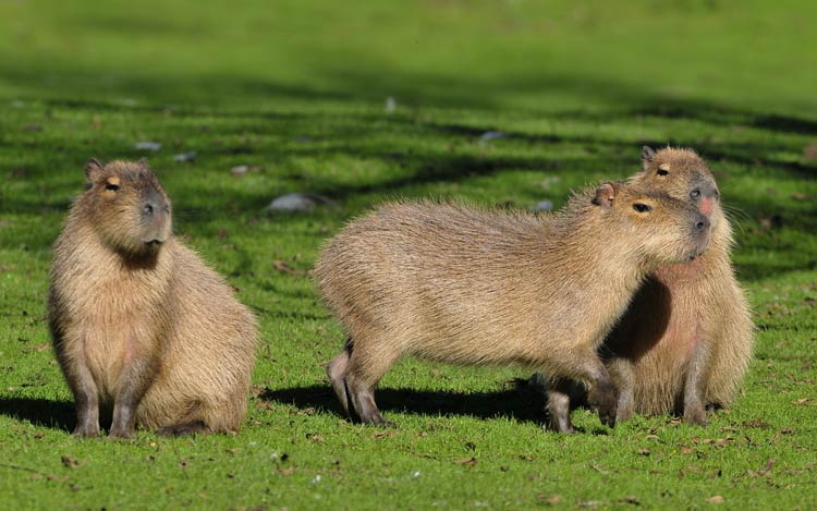 Capybara – the World's Largest Rodent | DinoAnimals.com