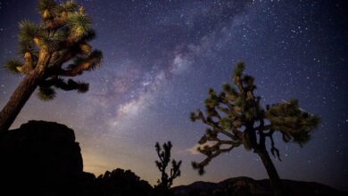 Joshua Tree National Park | DinoAnimals.com