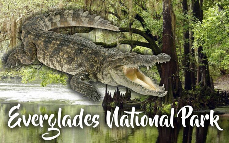 Everglades National Park | DinoAnimals.com