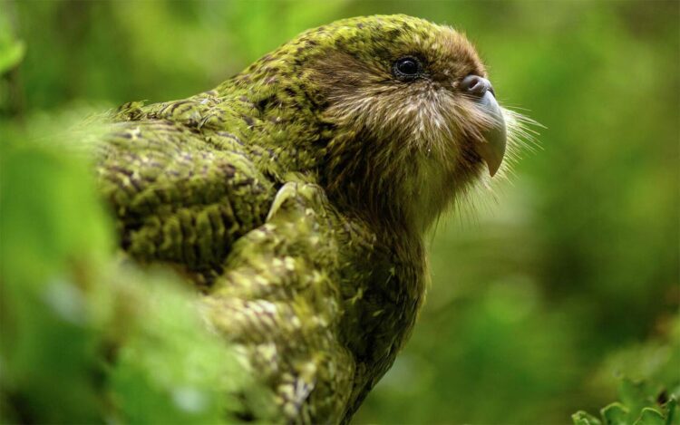 Kākāpō: New Zealand's Endangered, Flightless Parrot | DinoAnimals.com