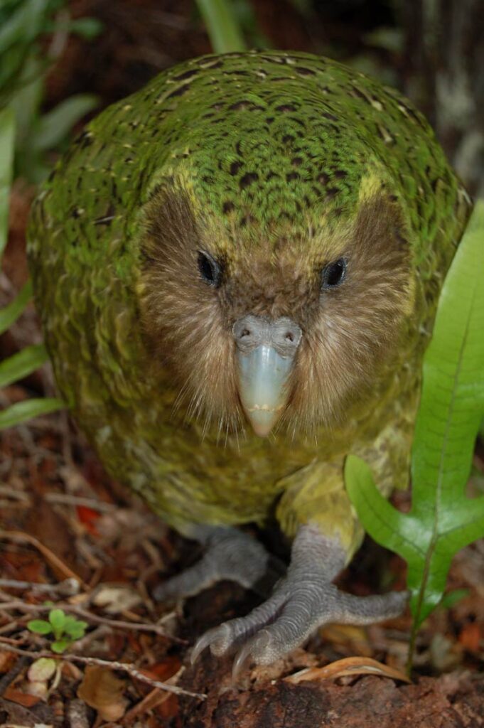 Kākāpō: New Zealand's Endangered, Flightless Parrot | DinoAnimals.com